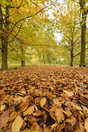 Common Beech