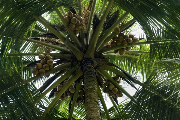 Coconut palm