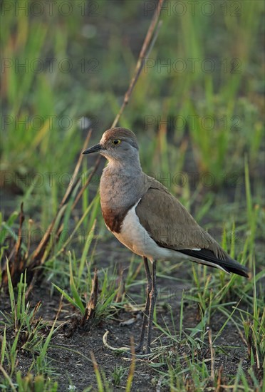 Black-winged Plover