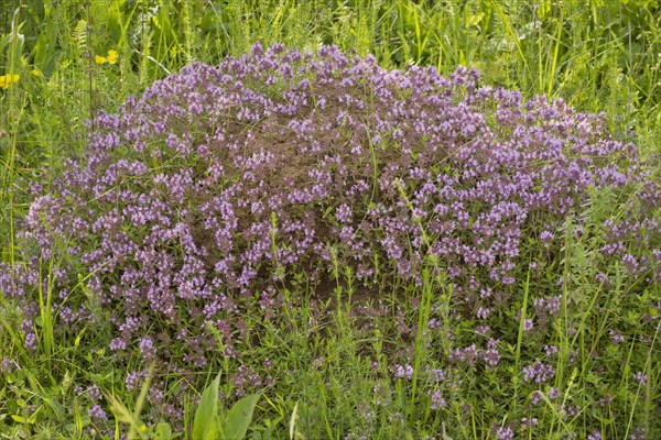 Loveyanus Thyme