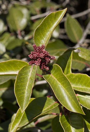 Sugar Sumac