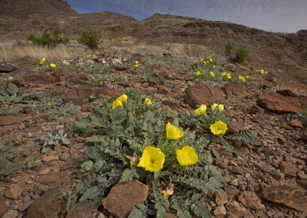 Desert Evening Primrose