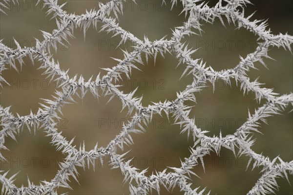 Ice crystals from hoarfrost on rabbit nets
