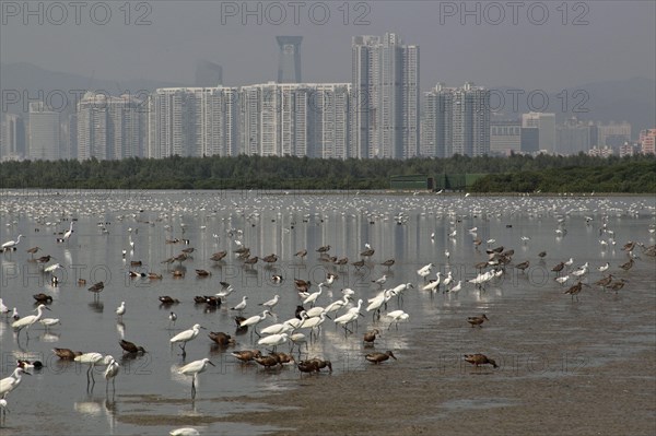 View of the estuary with a mixed flock of herons
