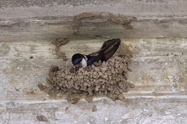 Common house martin