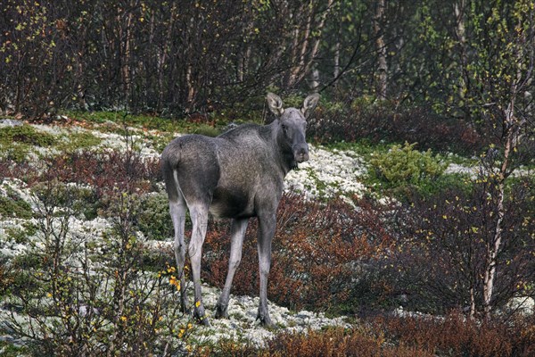 Cow elk