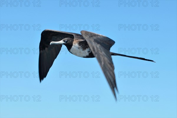 Magnificent Frigatebird