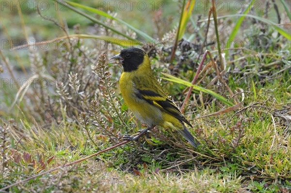 Magellanic Siskin