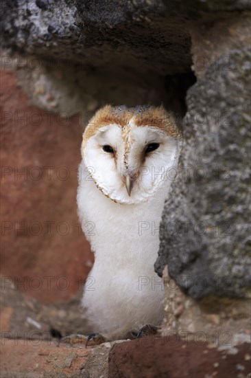 Barn Owl