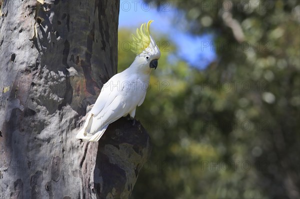 Sulphur-crested cockatoo