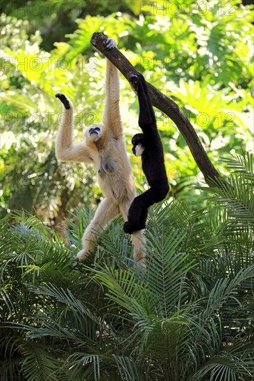 Northern white-cheeked gibbon