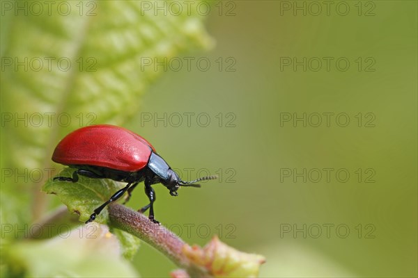 Red poplar leaf beetle