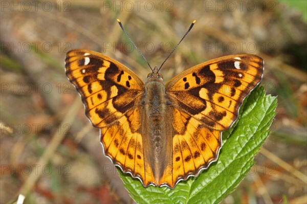 Lesser Schiller Butterfly