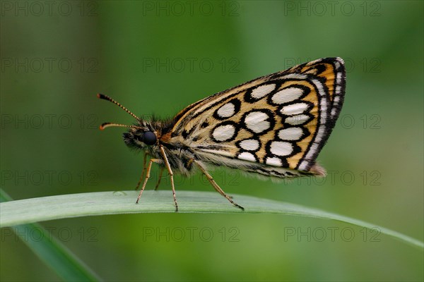 Mirror-spotted Sickle-headed Butterfly