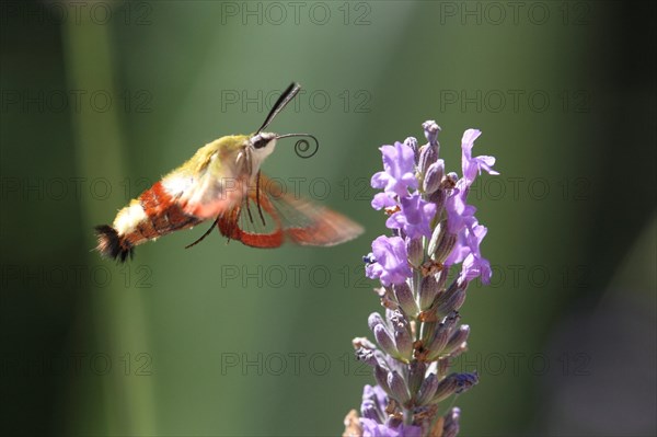 Bumblebee Hawk