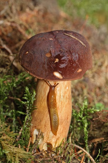 Chestnut boletus