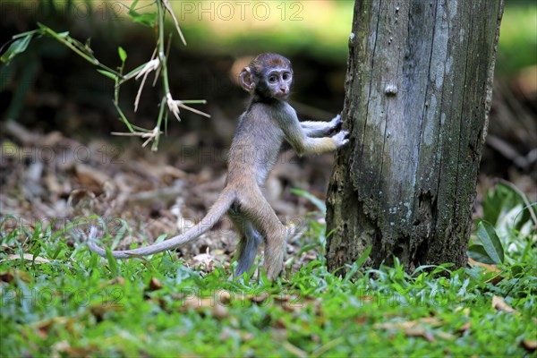 Patas monkey