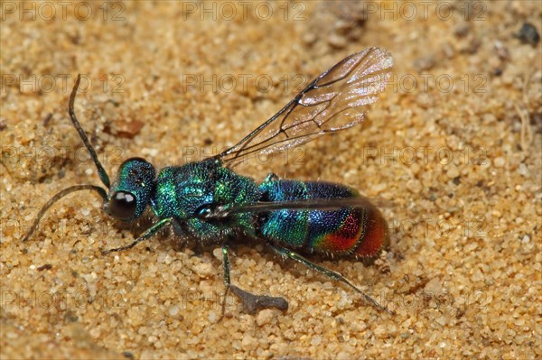 Blue-green gold wasp