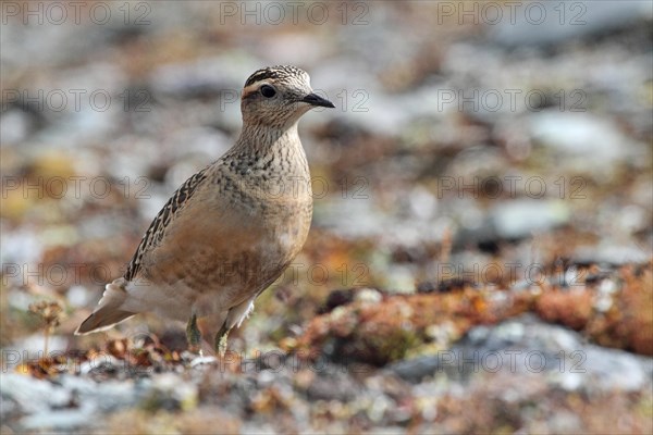 Mornell's plover