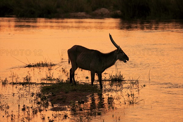 Common Waterbuck