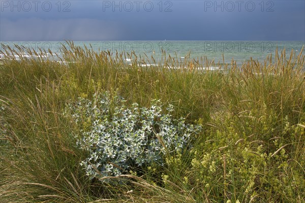 Sea holly