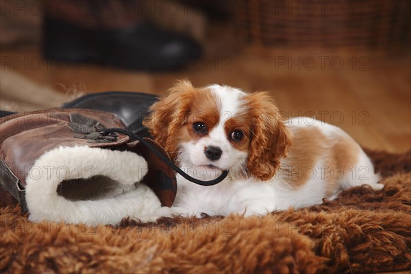 Cavalier King Charles Spaniel