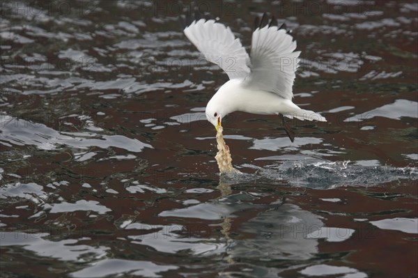 Larus tridactylus