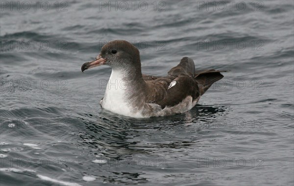 Pink-footed shearwater