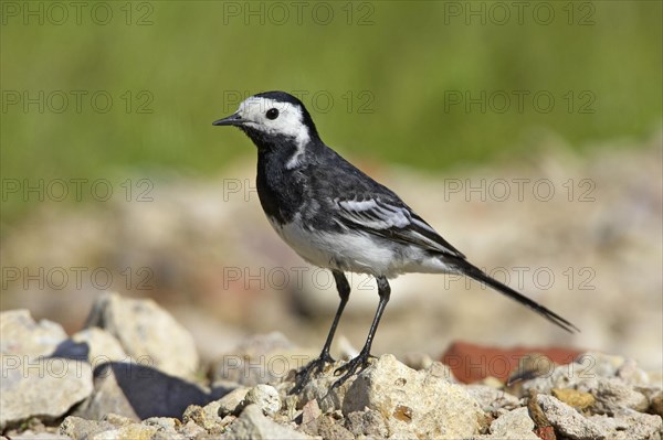 Pied Wagtail