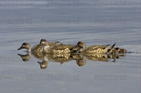 Patagonian crested duck