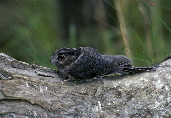 Australian owlet-nightjar