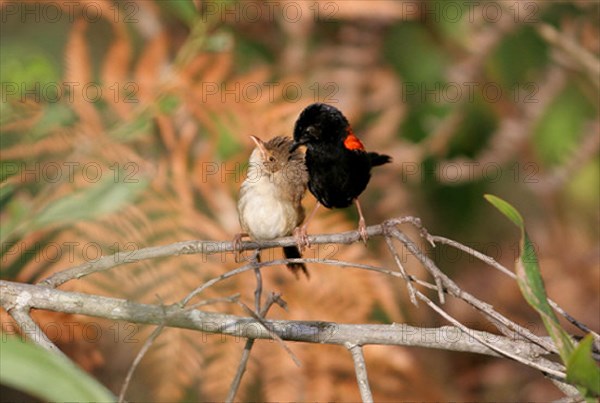 Red-backed fairywren