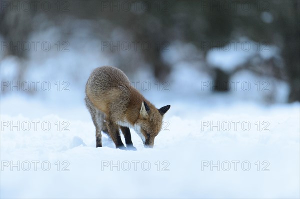 Red fox