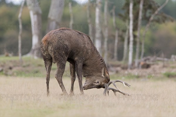 Red Deer