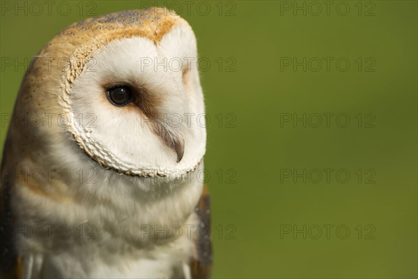 Barn Owl