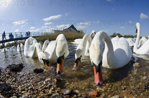 Adult mute swan