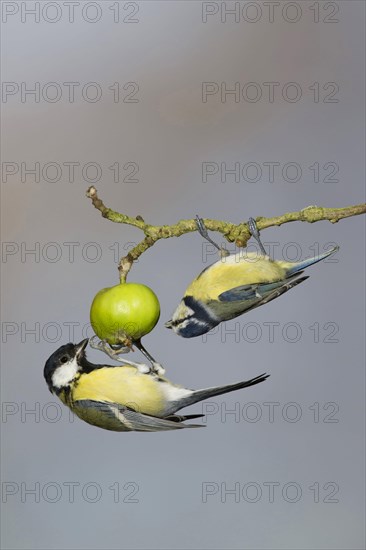 Great Tit