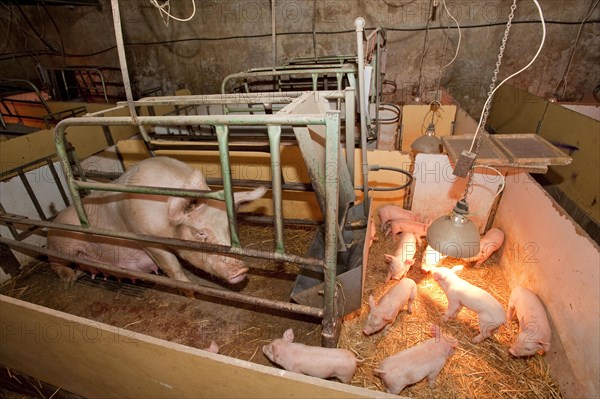 Pig farming