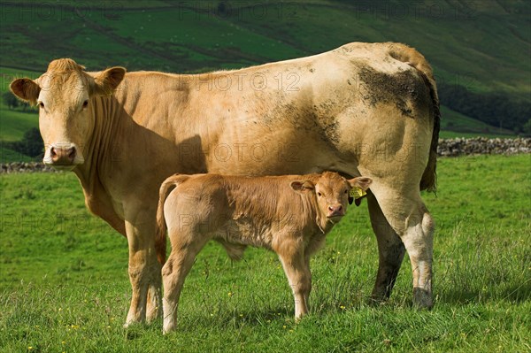 Domestic cattle