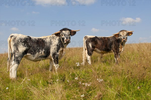 Domestic Cattle