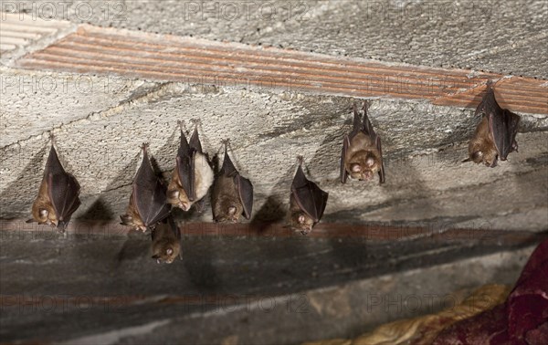 Lesser horseshoe bat