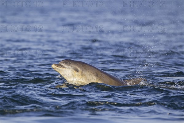 Bottlenose dolphin