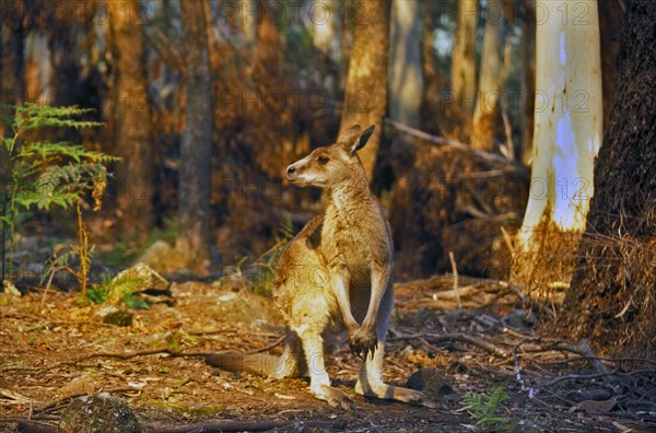 Eastern Grey Kangaroo