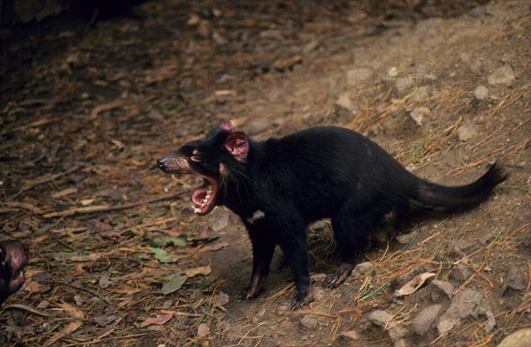 Tasmanian devil