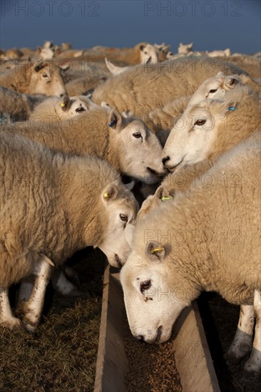 Domestic Sheep