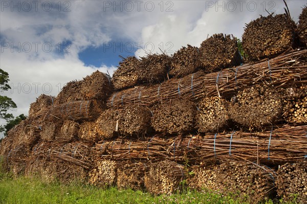 Biomass harvest