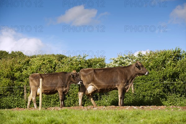 Domestic cattle