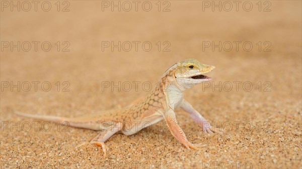 Shovel-snouted Lizard