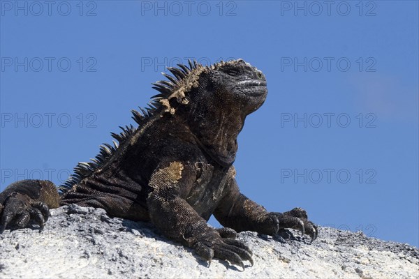 Galapagos marine lizard