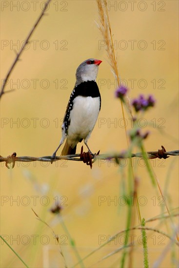 Diamond firetail